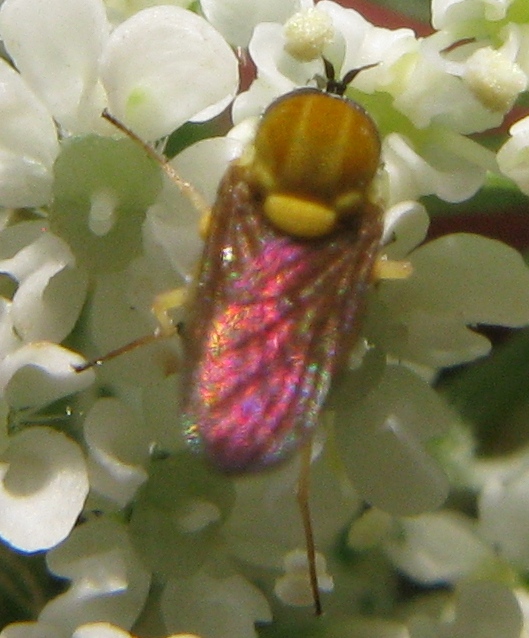 Cephalodromia sp.